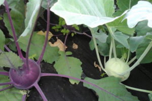 Blaue und grüne Kohlrabis