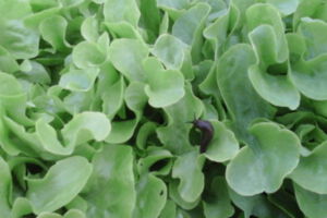 Schnecke im Salat